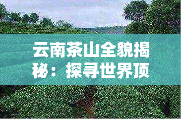 云南茶山全貌揭秘：探寻世界顶级茶叶产区的魅力与特色