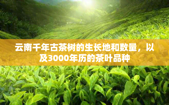 云南千年古茶树的生长地和数量，以及3000年历的茶叶品种