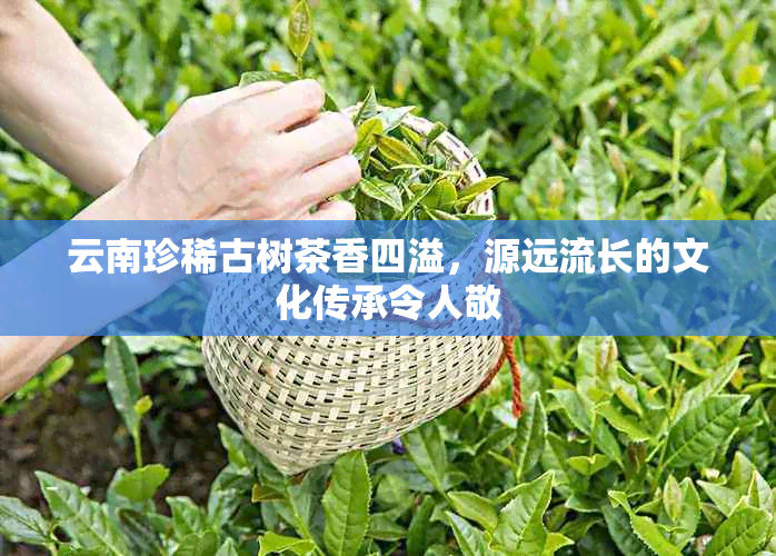 云南珍稀古树茶香四溢，源远流长的文化传承令人敬