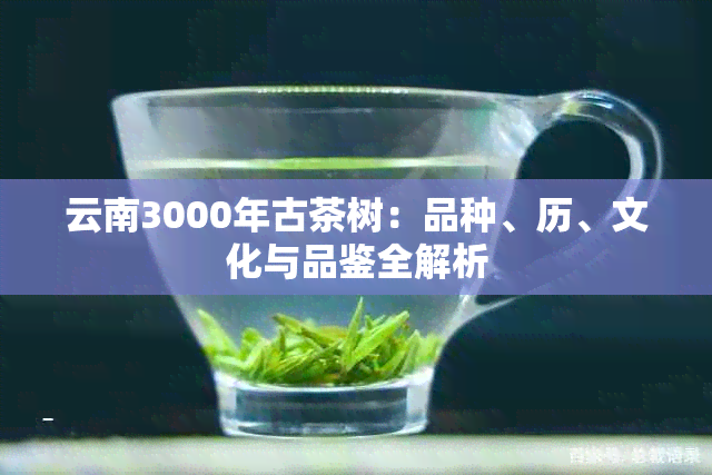 云南3000年古茶树：品种、历、文化与品鉴全解析