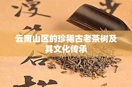 云南山区的珍稀古老茶树及其文化传承