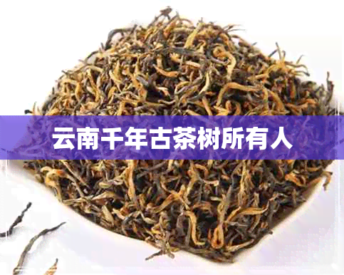 云南千年古茶树所有人