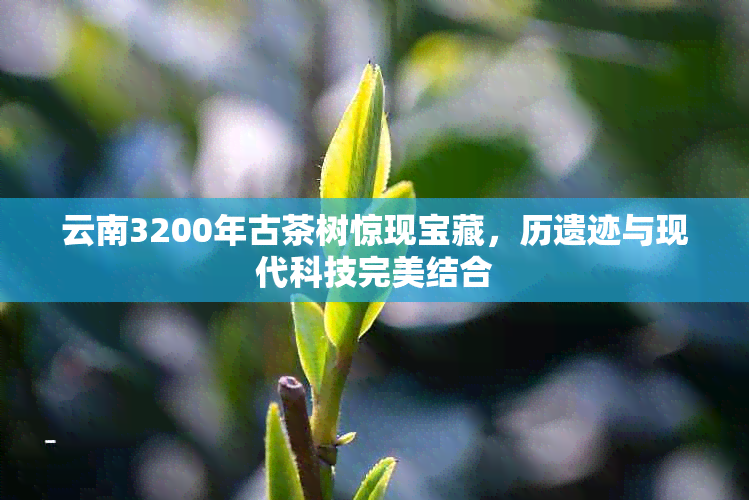 云南3200年古茶树惊现宝藏，历遗迹与现代科技完美结合