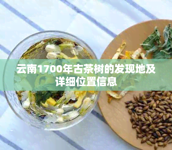 云南1700年古茶树的发现地及详细位置信息