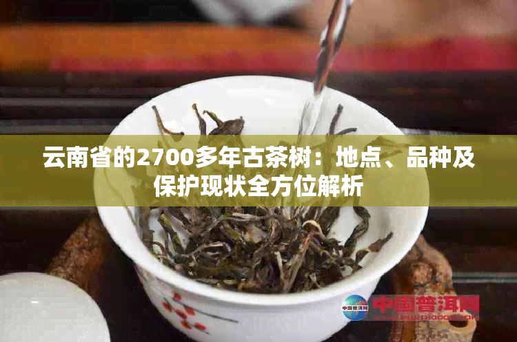 云南省的2700多年古茶树：地点、品种及保护现状全方位解析