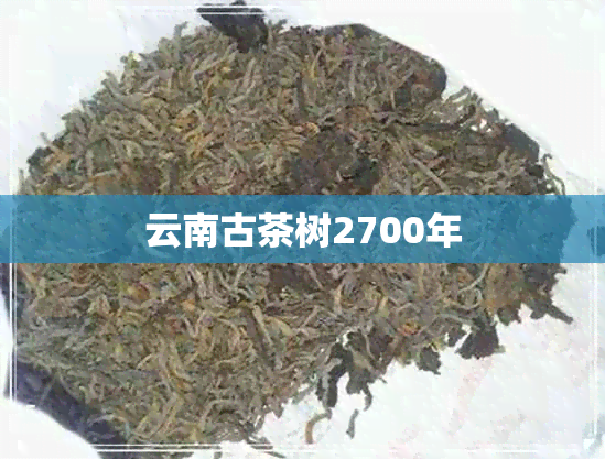 云南古茶树2700年