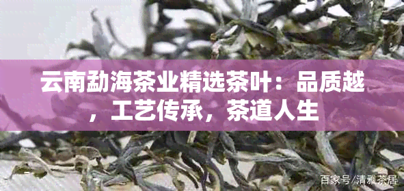 云南勐海茶业精选茶叶：品质越，工艺传承，茶道人生