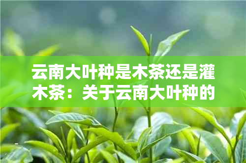 云南大叶种是木茶还是灌木茶：关于云南大叶种的分类及特点