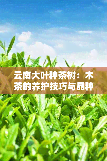 云南大叶种茶树：木茶的养护技巧与品种特点