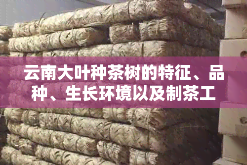 云南大叶种茶树的特征、品种、生长环境以及制茶工艺全面解析