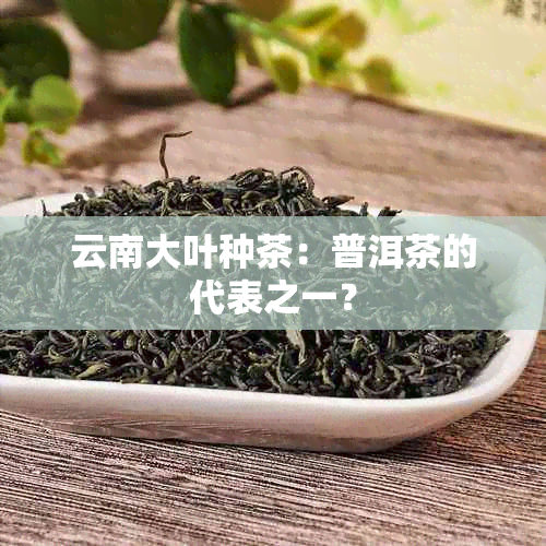 云南大叶种茶：普洱茶的代表之一？