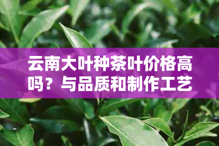 云南大叶种茶叶价格高吗？与品质和制作工艺有关