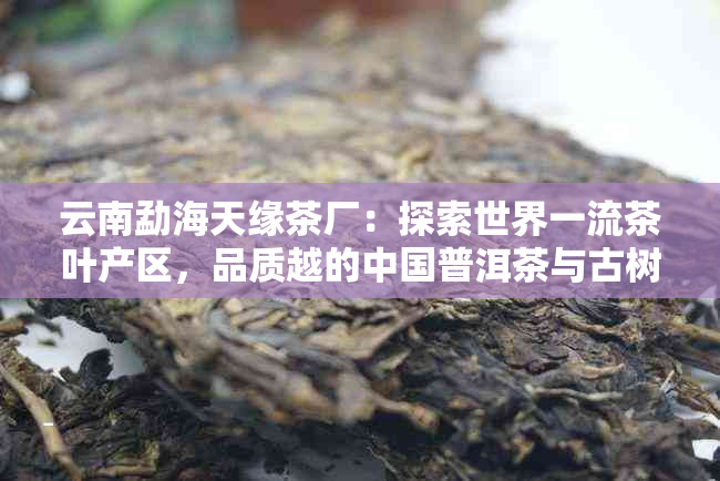 云南勐海天缘茶厂：探索世界一流茶叶产区，品质越的中国普洱茶与古树茶