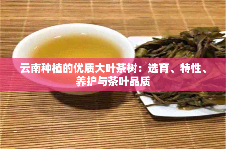 云南种植的优质大叶茶树：选育、特性、养护与茶叶品质