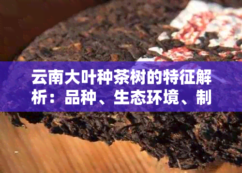 云南大叶种茶树的特征解析：品种、生态环境、制茶工艺与口感综合评价