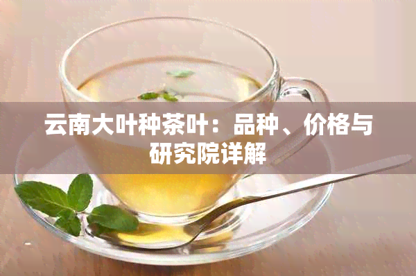 云南大叶种茶叶：品种、价格与研究院详解