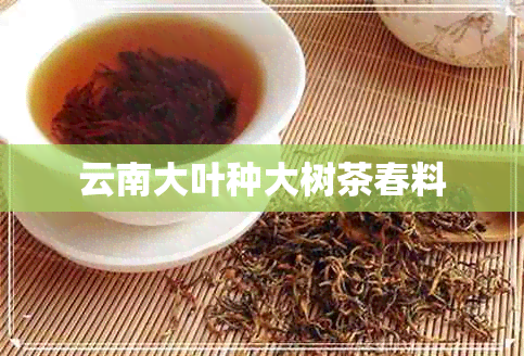 云南大叶种大树茶春料