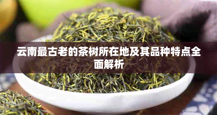 云南最古老的茶树所在地及其品种特点全面解析