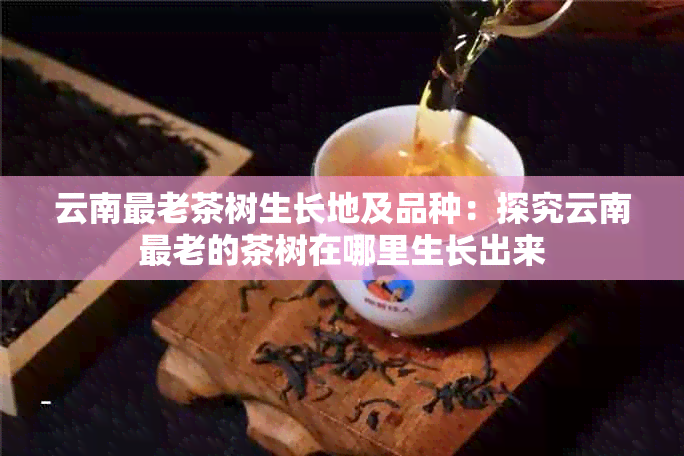 云南最老茶树生长地及品种：探究云南最老的茶树在哪里生长出来