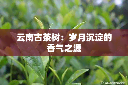 云南古茶树：岁月沉淀的香气之源