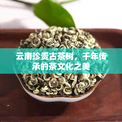 云南珍贵古茶树，千年传承的茶文化之美