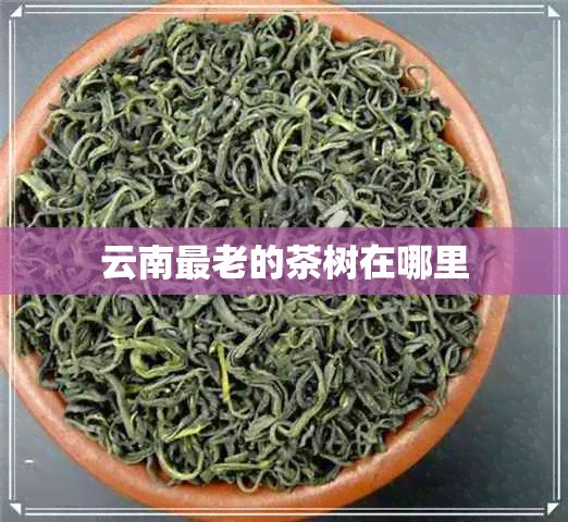 云南最老的茶树在哪里