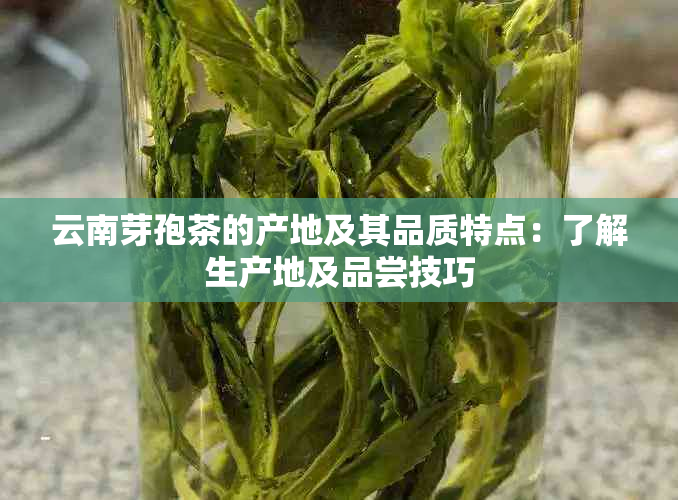 云南芽孢茶的产地及其品质特点：了解生产地及品尝技巧