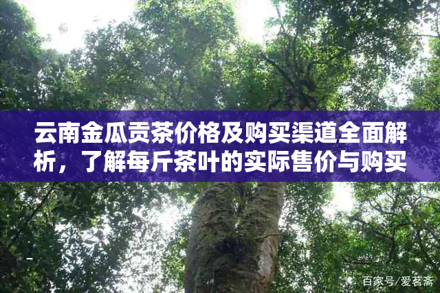 云南金瓜贡茶价格及购买渠道全面解析，了解每斤茶叶的实际售价与购买途径