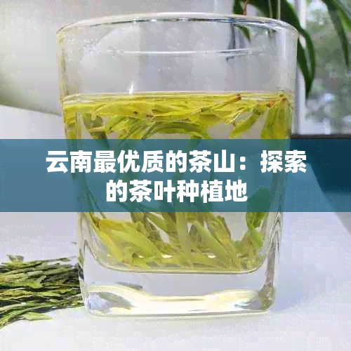 云南更优质的茶山：探索的茶叶种植地