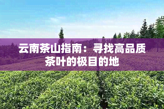 云南茶山指南：寻找高品质茶叶的极目的地