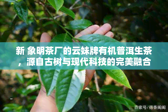 新 象明茶厂的云妹牌有机普洱生茶，源自古树与现代科技的完美融合