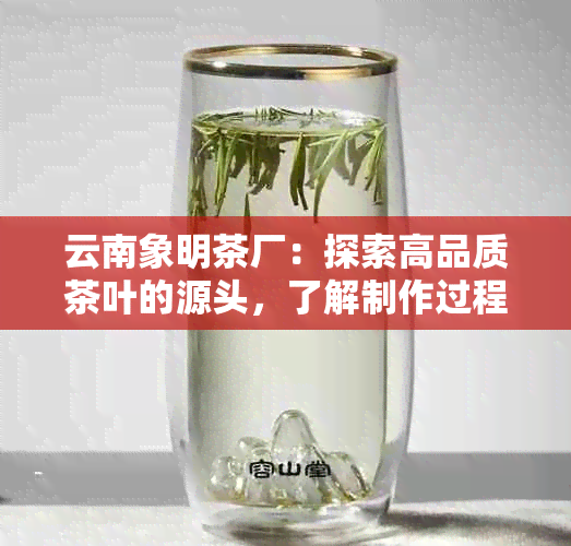 云南象明茶厂：探索高品质茶叶的源头，了解制作过程与独特风味