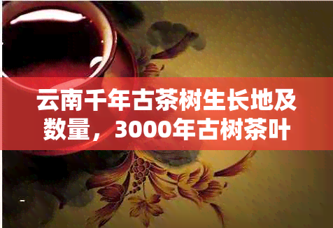 云南千年古茶树生长地及数量，3000年古树茶叶品尝。