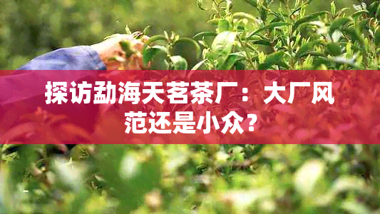 探访勐海天茗茶厂：大厂风范还是小众？