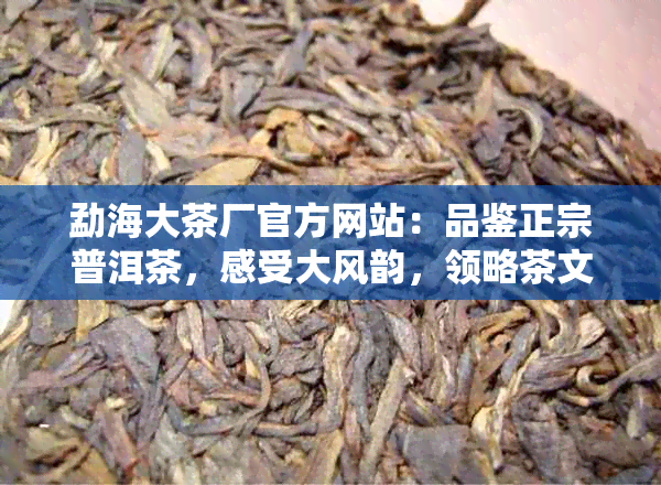 勐海大茶厂官方网站：品鉴正宗普洱茶，感受大风韵，领略茶文化精髓