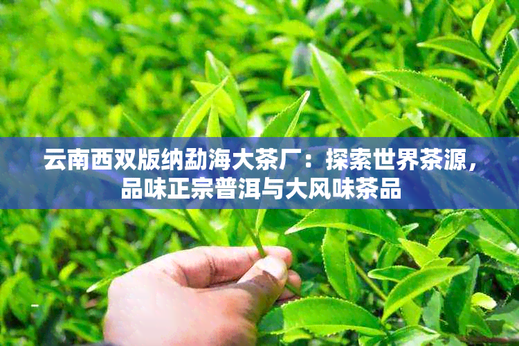 云南西双版纳勐海大茶厂：探索世界茶源，品味正宗普洱与大风味茶品