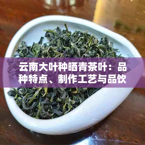 云南大叶种晒青茶叶：品种特点、制作工艺与品饮技巧全面解析