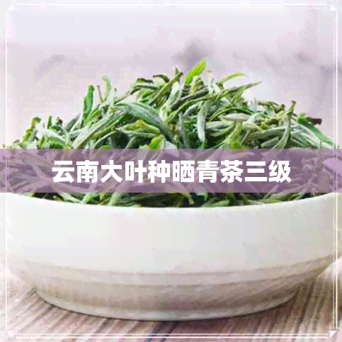 云南大叶种晒青茶三级