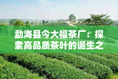 勐海县今大福茶厂：探索高品质茶叶的诞生之地