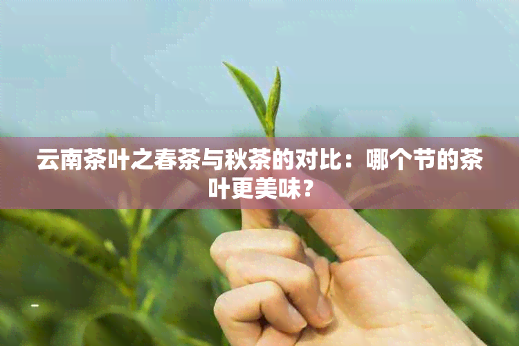 云南茶叶之春茶与秋茶的对比：哪个节的茶叶更美味？