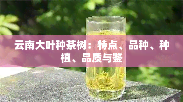 云南大叶种茶树：特点、品种、种植、品质与鉴