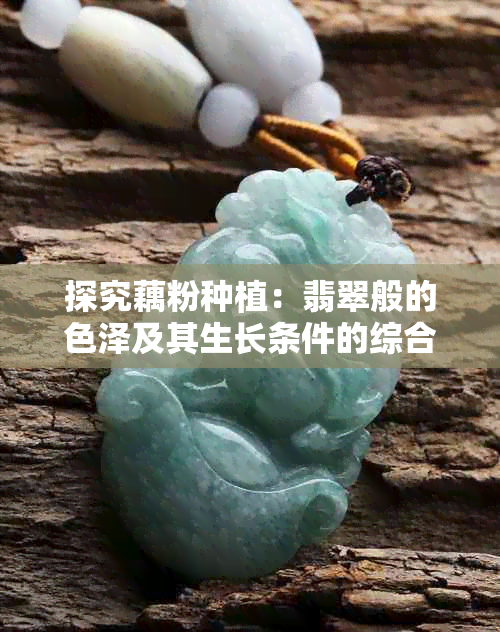 探究藕粉种植：翡翠般的色泽及其生长条件的综合分析