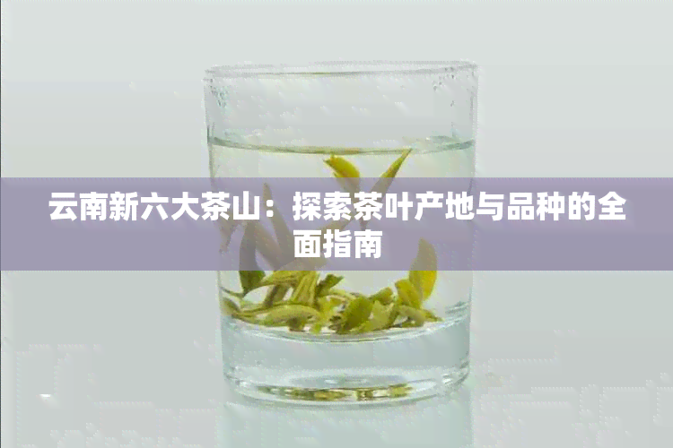 云南新六大茶山：探索茶叶产地与品种的全面指南