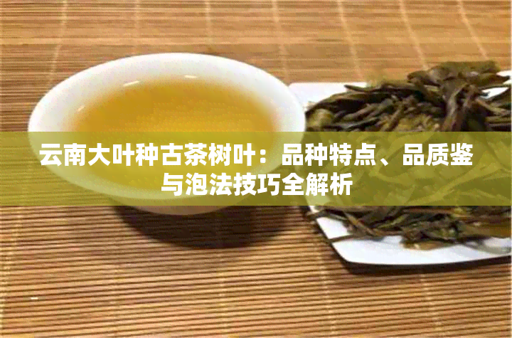 云南大叶种古茶树叶：品种特点、品质鉴与泡法技巧全解析