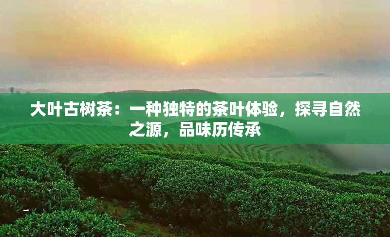 大叶古树茶：一种独特的茶叶体验，探寻自然之源，品味历传承