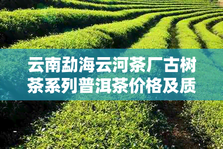 云南勐海云河茶厂古树茶系列普洱茶价格及质量，昆明办事处联系方式。