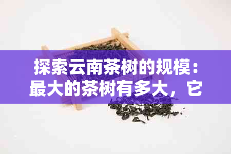 探索云南茶树的规模：更大的茶树有多大，它们的生长环境和特点是什么？