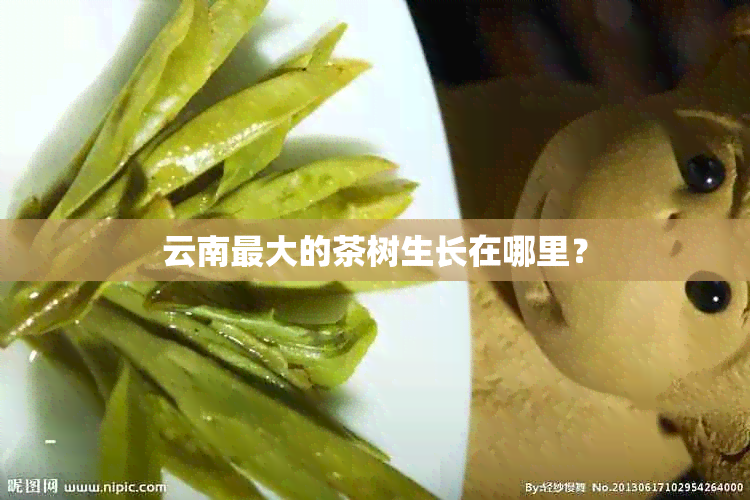 云南更大的茶树生长在哪里？