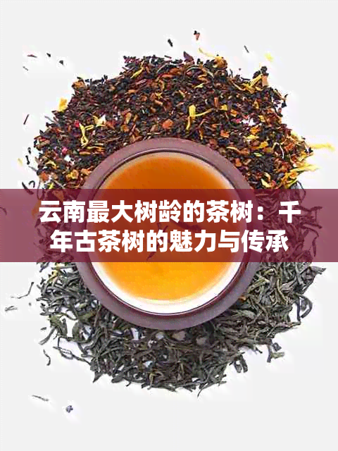 云南更大树龄的茶树：千年古茶树的魅力与传承