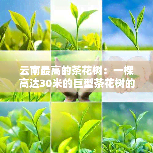 云南更高的茶花树：一棵高达30米的巨型茶花树的故事